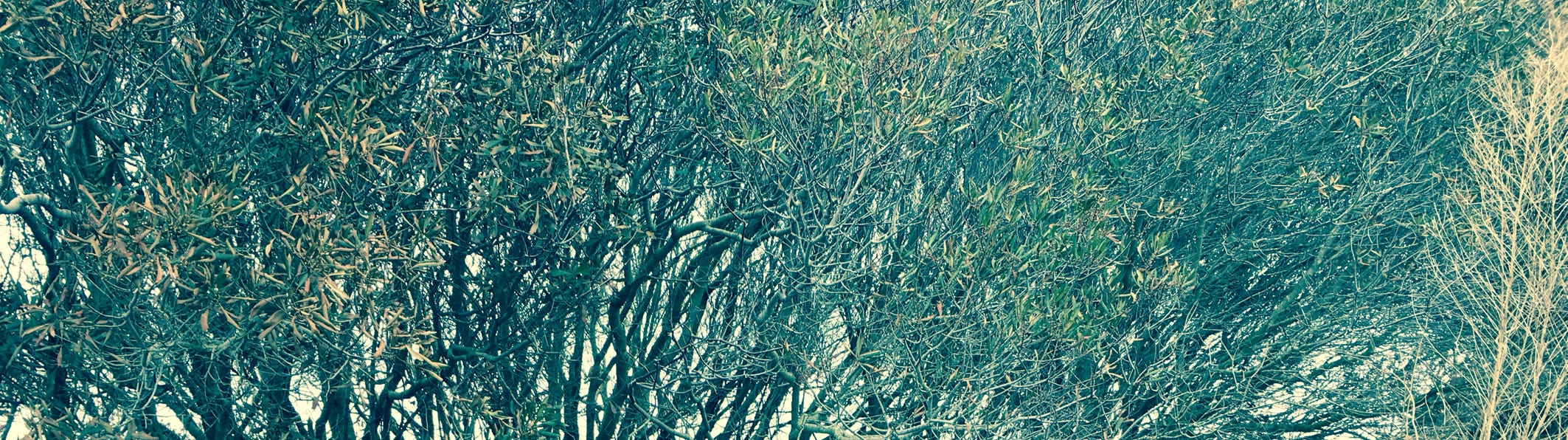 Partially defoliated canopy.