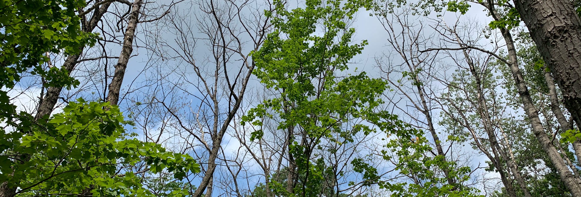 Partially defoliated canopy.